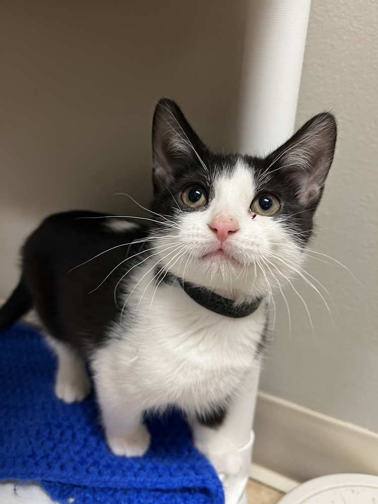 Turkey, an adoptable Domestic Short Hair in Bemidji, MN, 56601 | Photo Image 3