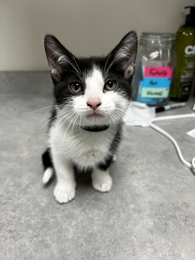 Turkey, an adoptable Domestic Short Hair in Bemidji, MN, 56601 | Photo Image 4