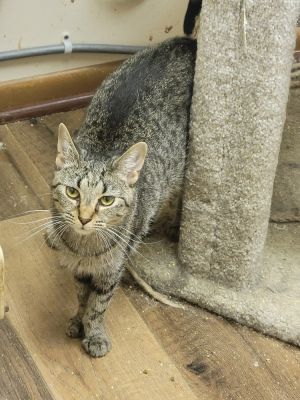 Ohpelia, Baby Female Domestic Short Hair