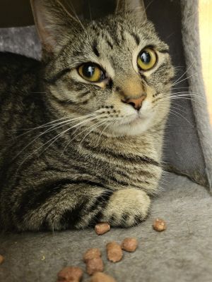 Willa, Young Female Domestic Short Hair