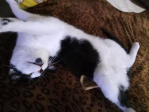 Dakota, Young Male Domestic Short Hair