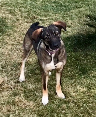 Mehlani, an adoptable Norwegian Elkhound, Mixed Breed in Alma, WI, 54610 | Photo Image 1