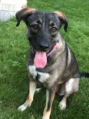 Mehlani, an adoptable Norwegian Elkhound, Mixed Breed in Alma, WI, 54610 | Photo Image 4