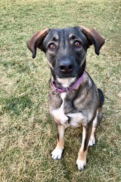 Mehlani, an adoptable Norwegian Elkhound, Mixed Breed in Alma, WI, 54610 | Photo Image 5
