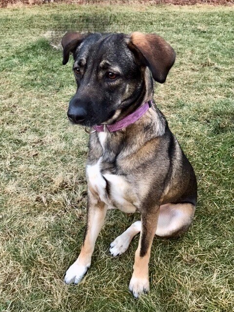 Mehlani, an adoptable Norwegian Elkhound, Mixed Breed in Alma, WI, 54610 | Photo Image 6