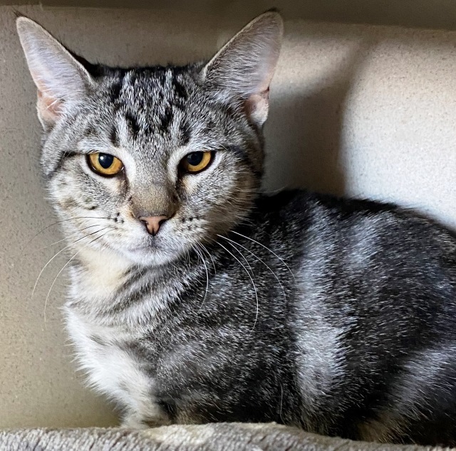 Pepper, an adoptable Domestic Short Hair in Pagosa Springs, CO, 81147 | Photo Image 1