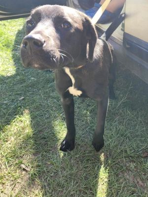 Harlow, Adult Female Labrador Retriever