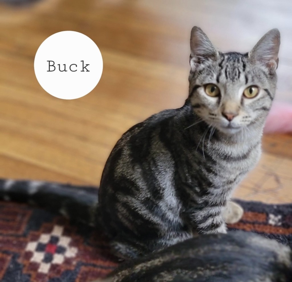 Buck