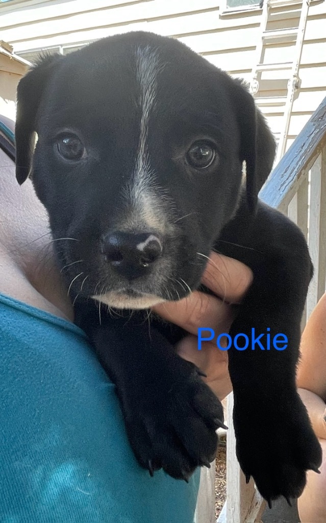 Pookie 4