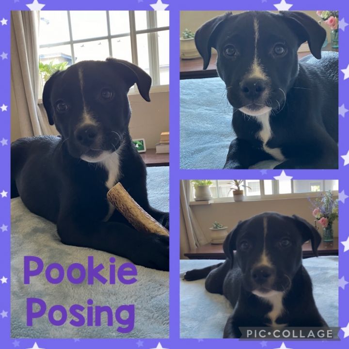 Pookie 6