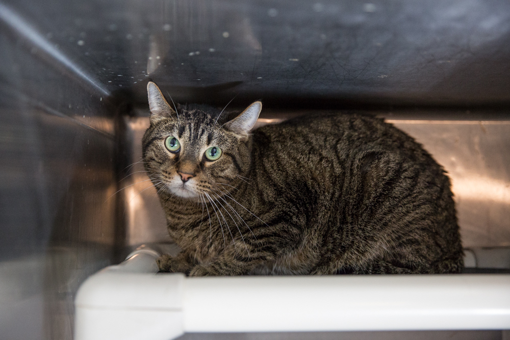 Jitterbug (bonded to Ovie)
