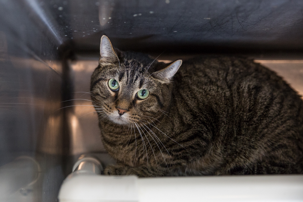 Jitterbug (bonded to Ovie)