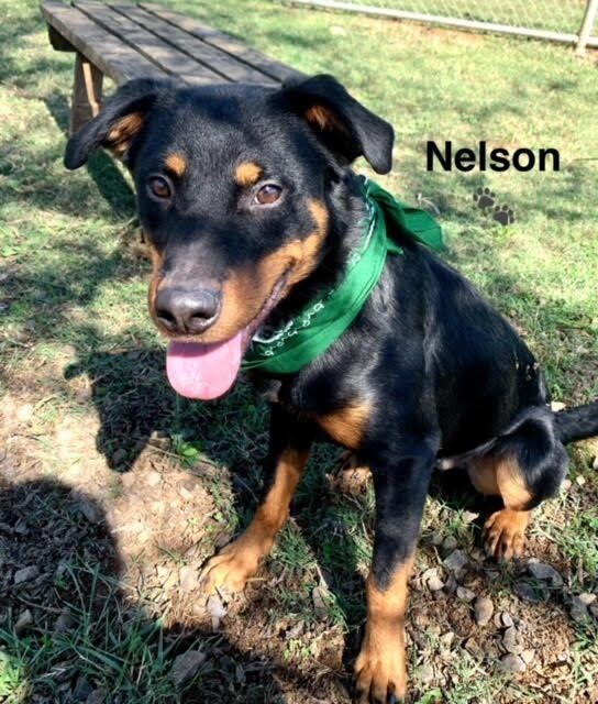 Nelson, an adoptable Beauceron, Mixed Breed in Maryville, TN, 37803 | Photo Image 1