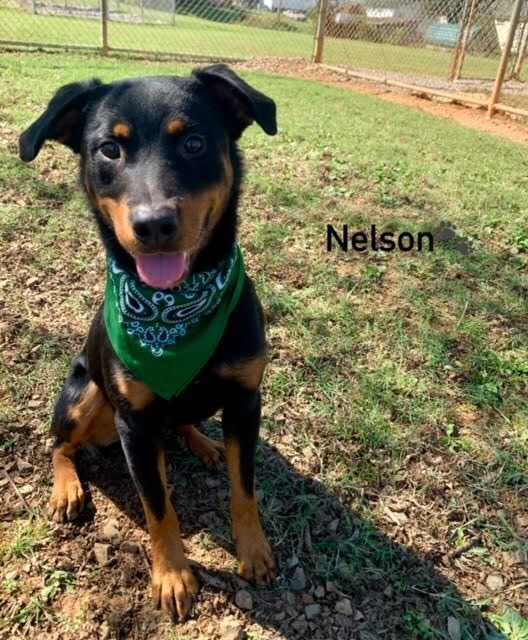 Nelson, an adoptable Beauceron, Mixed Breed in Maryville, TN, 37803 | Photo Image 2