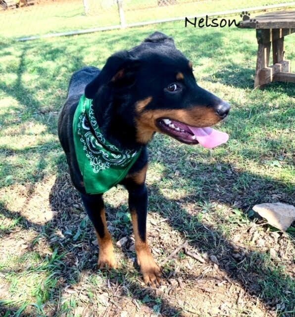 Nelson, an adoptable Beauceron, Mixed Breed in Maryville, TN, 37803 | Photo Image 3