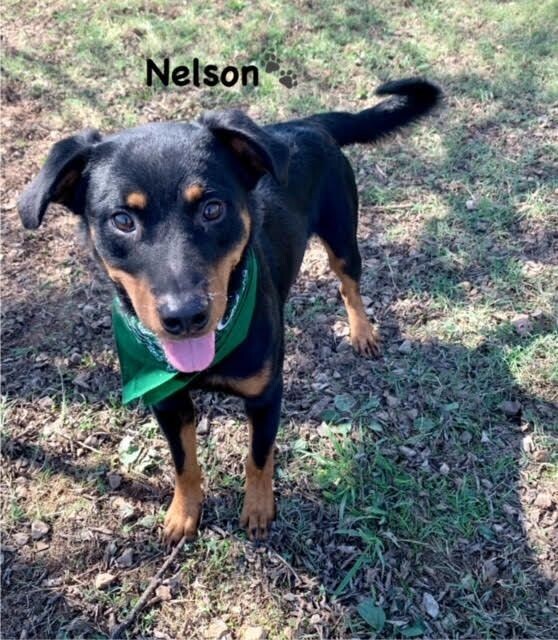 Nelson, an adoptable Beauceron, Mixed Breed in Maryville, TN, 37803 | Photo Image 4