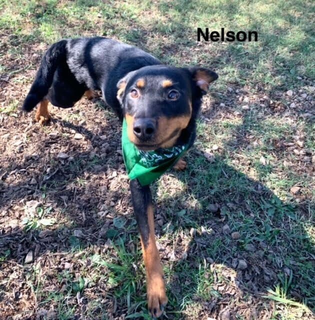 Nelson, an adoptable Beauceron, Mixed Breed in Maryville, TN, 37803 | Photo Image 5