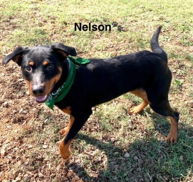 Nelson, an adoptable Beauceron, Mixed Breed in Maryville, TN, 37803 | Photo Image 6