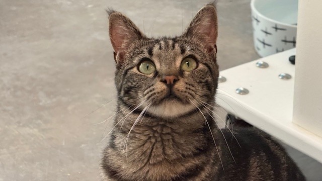 Kuazi, an adoptable Domestic Short Hair in Sultan, WA, 98294 | Photo Image 1