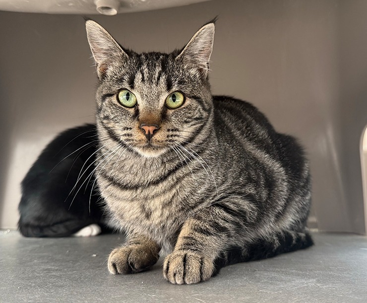 Kuazi, an adoptable Domestic Short Hair in Sultan, WA, 98294 | Photo Image 2