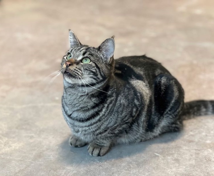 Kuazi, an adoptable Domestic Short Hair in Sultan, WA, 98294 | Photo Image 3
