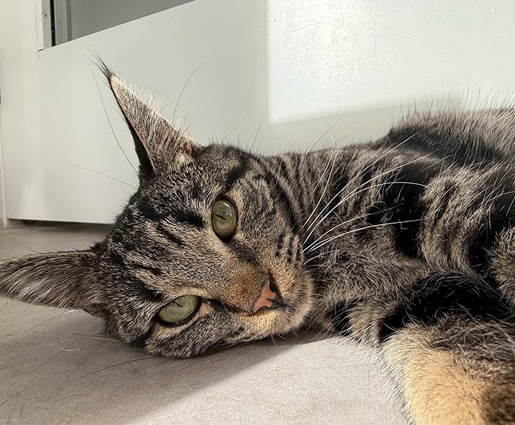 Kuazi, an adoptable Domestic Short Hair in Sultan, WA, 98294 | Photo Image 4