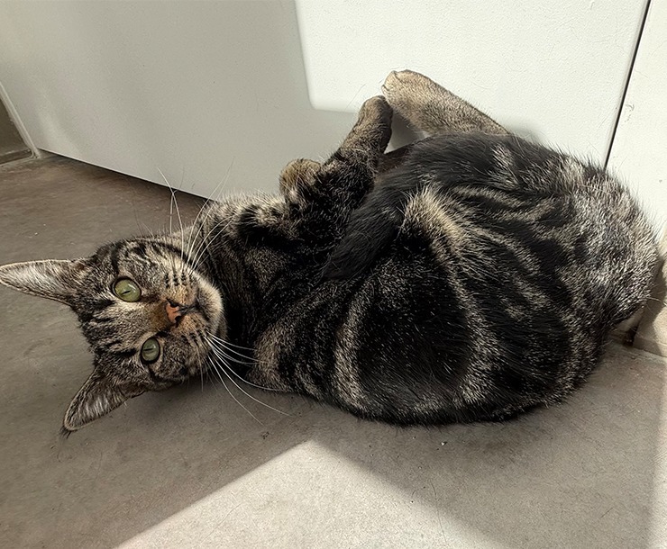Kuazi, an adoptable Domestic Short Hair in Sultan, WA, 98294 | Photo Image 5