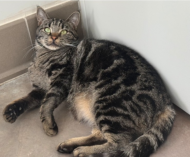 Kuazi, an adoptable Domestic Short Hair in Sultan, WA, 98294 | Photo Image 6