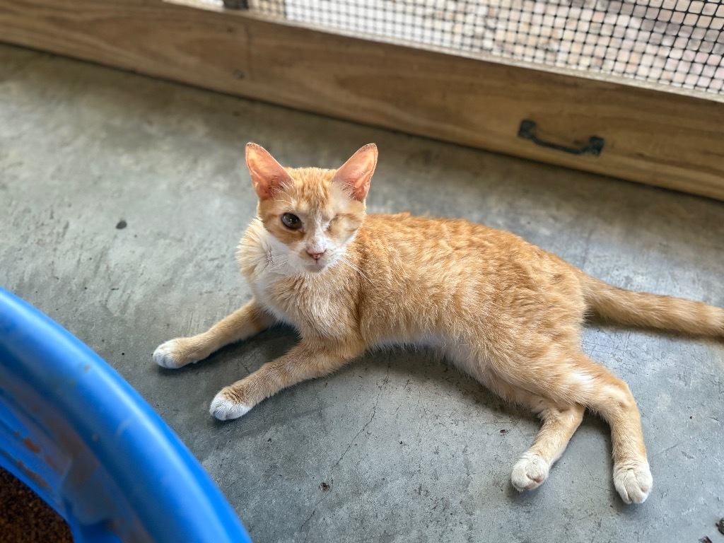 Squash, an adoptable American Shorthair in Fulton, TX, 78358 | Photo Image 1