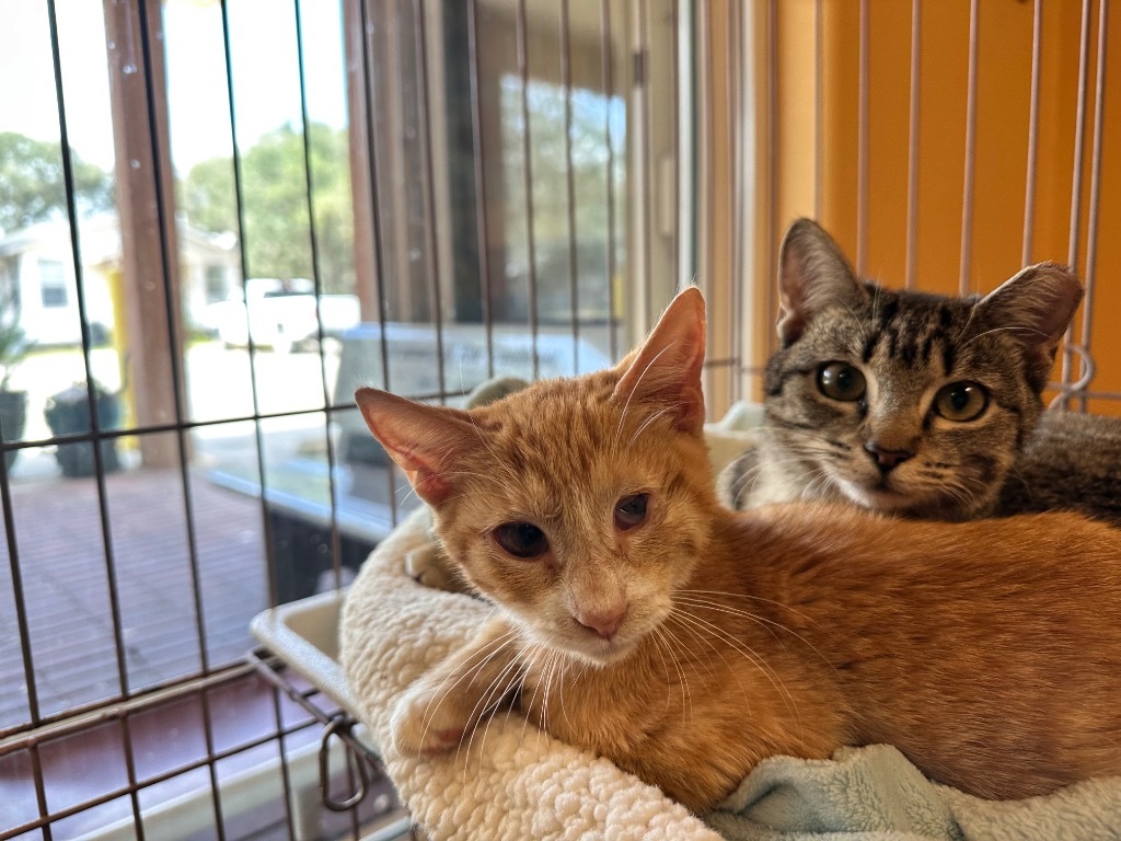 Squash, an adoptable American Shorthair in Fulton, TX, 78358 | Photo Image 2