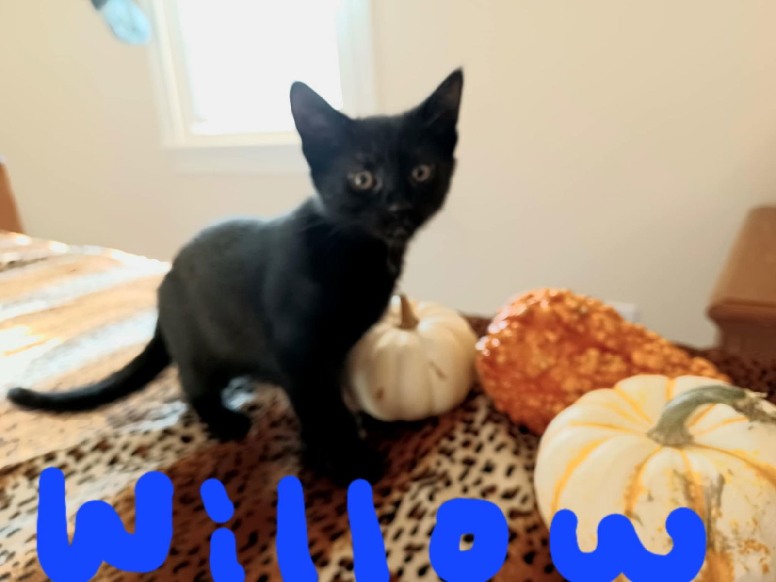 Willow (mw)