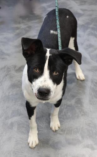 Zeus, an adoptable Shepherd, Labrador Retriever in Thief River Falls, MN, 56701 | Photo Image 1