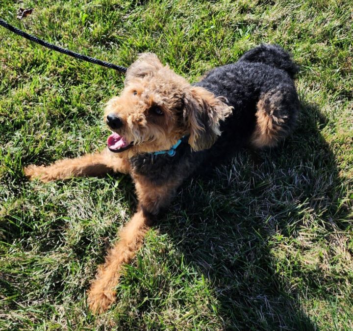 Airedale and fashion poodle mix