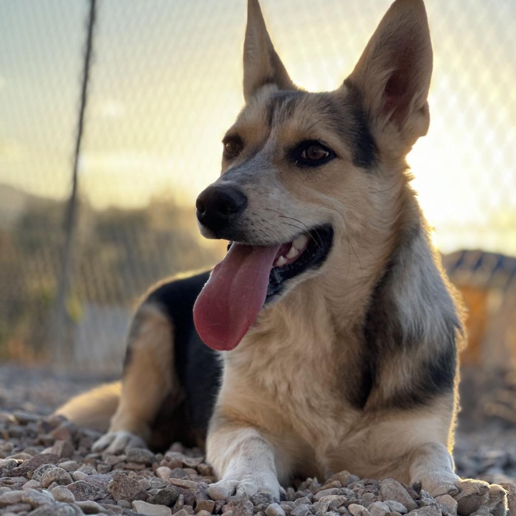 Tyrion, an adoptable Corgi, Australian Cattle Dog / Blue Heeler in Lander, WY, 82520 | Photo Image 1