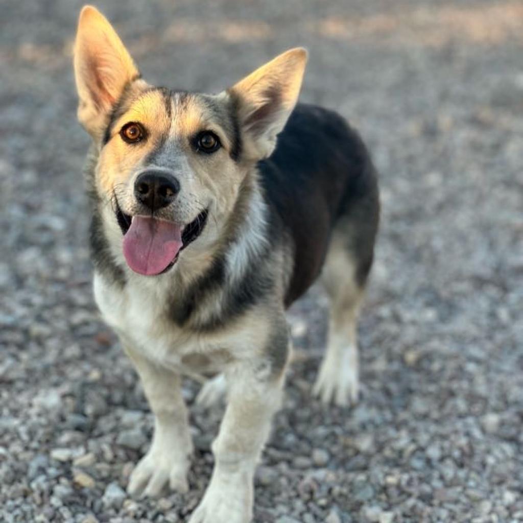 Tyrion, an adoptable Corgi, Australian Cattle Dog / Blue Heeler in Lander, WY, 82520 | Photo Image 2