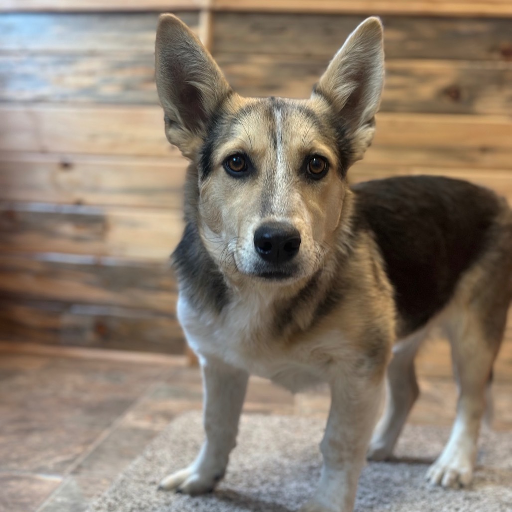 Tyrion, an adoptable Corgi, Australian Cattle Dog / Blue Heeler in Lander, WY, 82520 | Photo Image 3