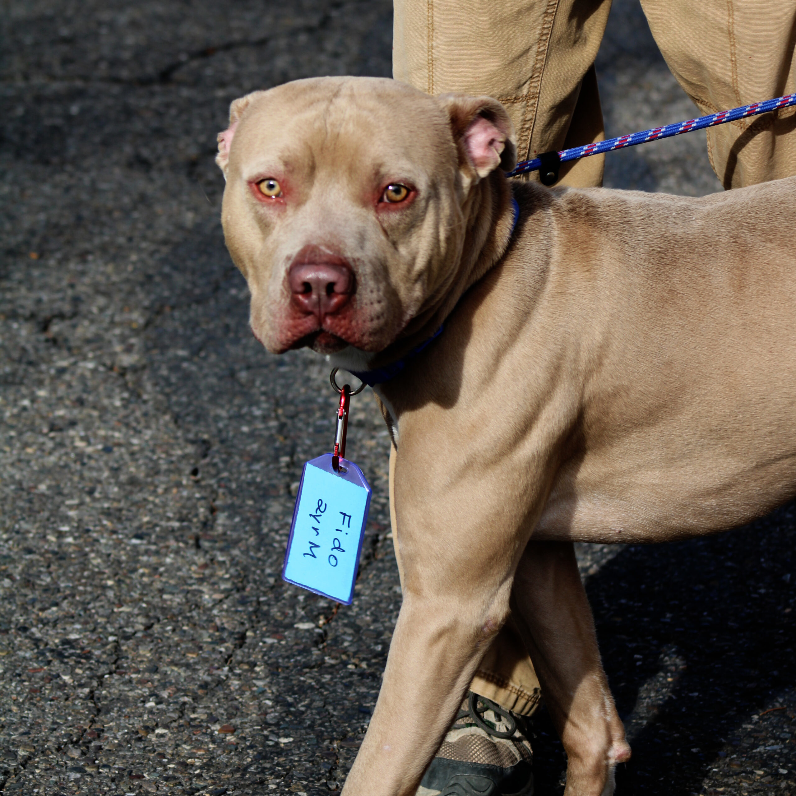 Fido, an adoptable American Staffordshire Terrier, Mixed Breed in Grand Junction, CO, 81503 | Photo Image 1