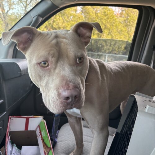 Fido, an adoptable American Staffordshire Terrier, Mixed Breed in Grand Junction, CO, 81503 | Photo Image 2