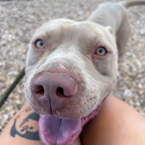 Fido, an adoptable American Staffordshire Terrier, Mixed Breed in Grand Junction, CO, 81503 | Photo Image 3