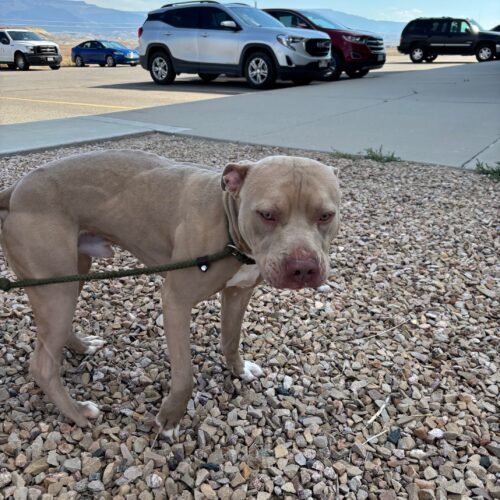 Fido, an adoptable American Staffordshire Terrier, Mixed Breed in Grand Junction, CO, 81503 | Photo Image 4