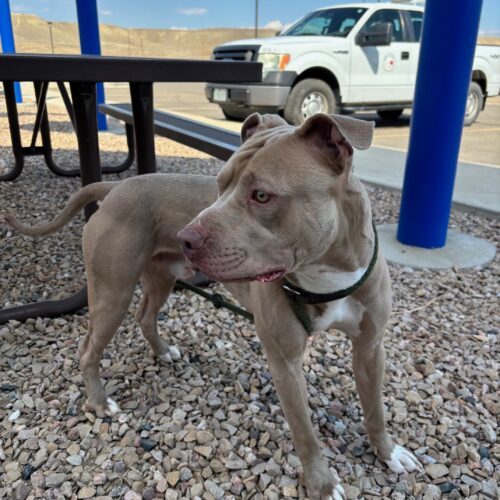 Fido, an adoptable American Staffordshire Terrier, Mixed Breed in Grand Junction, CO, 81503 | Photo Image 5