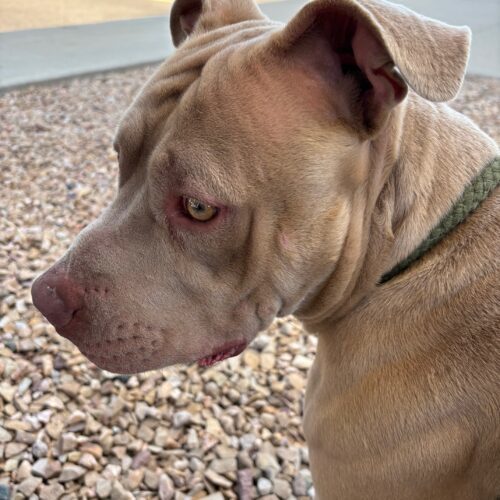 Fido, an adoptable American Staffordshire Terrier, Mixed Breed in Grand Junction, CO, 81503 | Photo Image 6