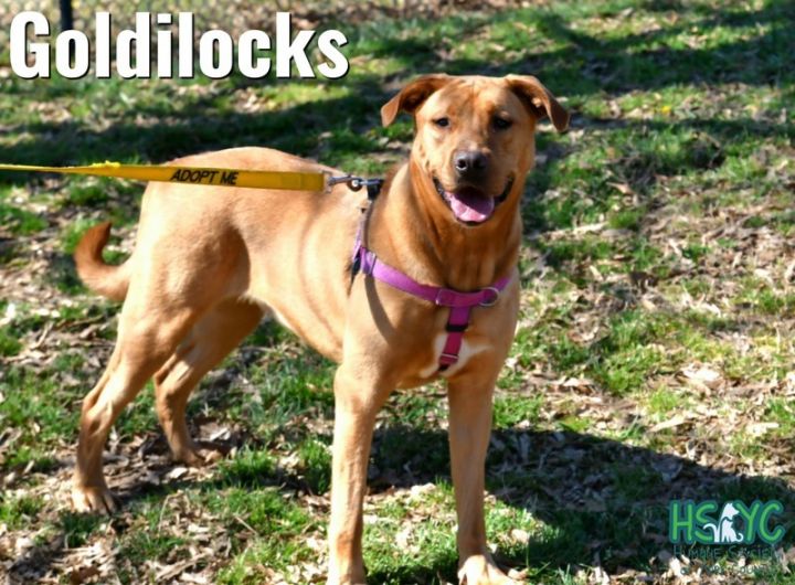 Goldilocks 5