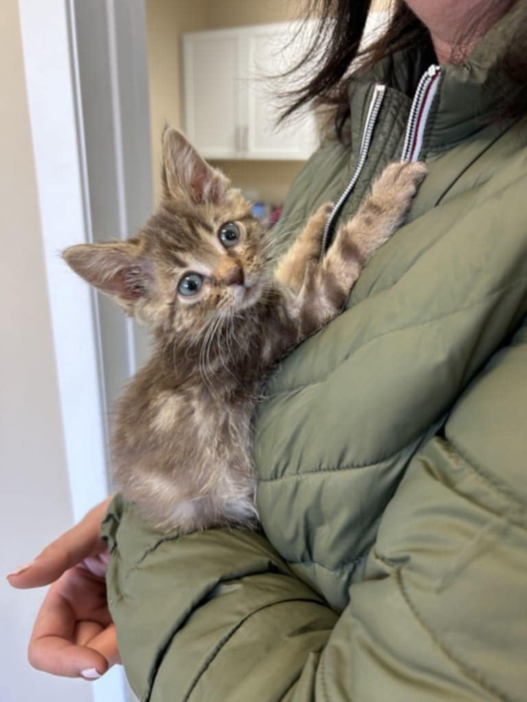 Sassy, an adoptable Domestic Short Hair in Steinbach, MB, R5G 2B2 | Photo Image 2