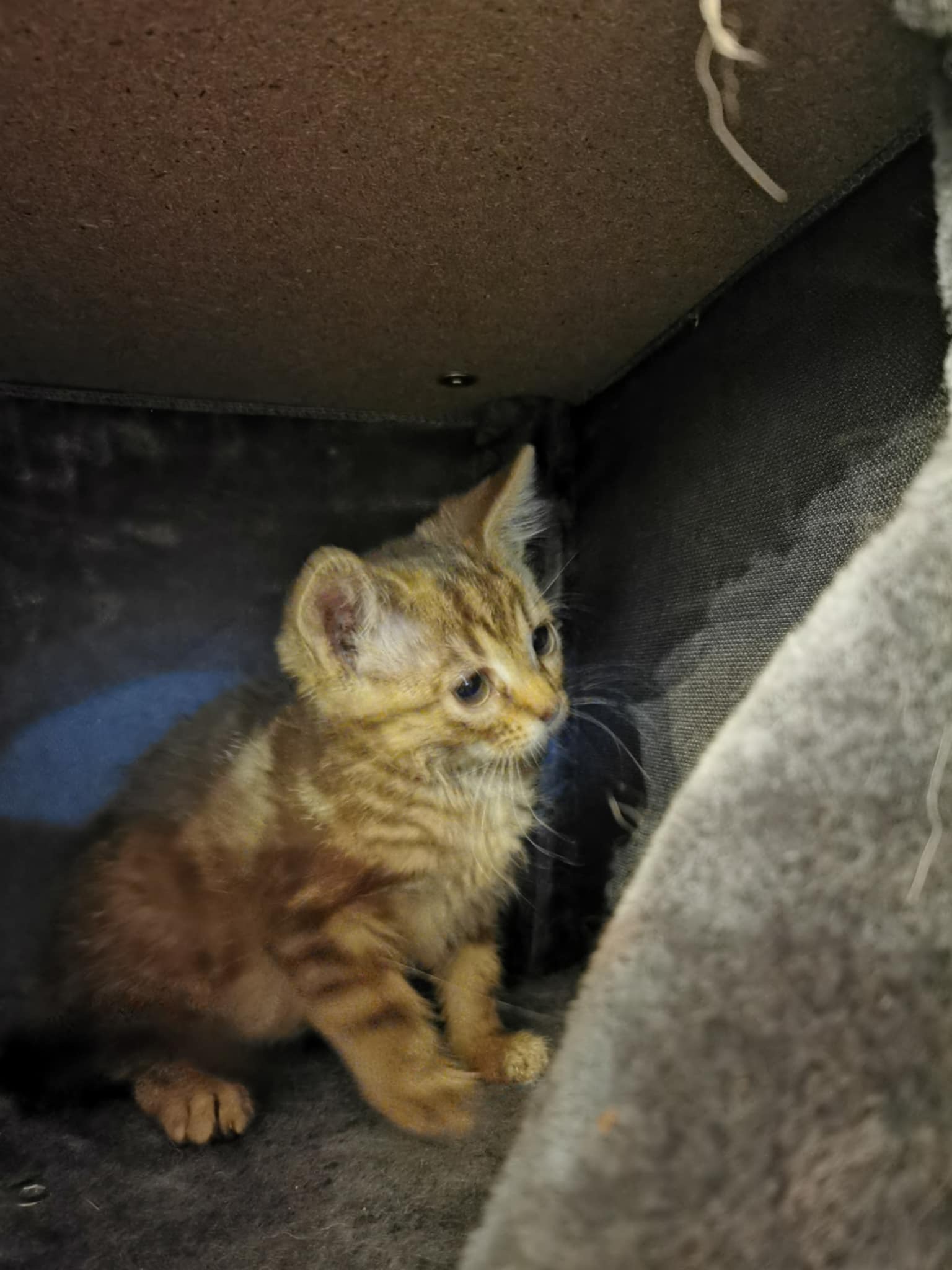 Sassy, an adoptable Domestic Short Hair in Steinbach, MB, R5G 2B2 | Photo Image 3