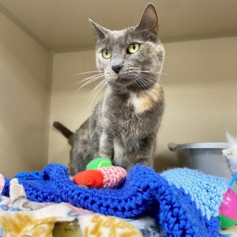 Churro, an adoptable Domestic Short Hair in Great Falls, MT, 59404 | Photo Image 2