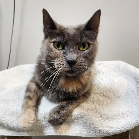 Churro, an adoptable Domestic Short Hair in Great Falls, MT, 59404 | Photo Image 3