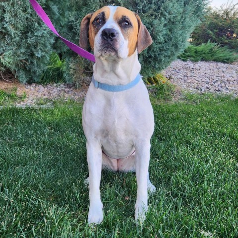 Buffy, an adoptable Mixed Breed in Great Falls, MT, 59404 | Photo Image 1