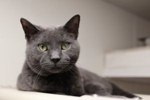 Elton, Adult Male Domestic Short Hair