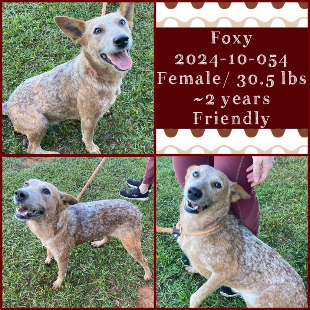 Dog for adoption 202410054 *Foxy*, an Australian Cattle Dog / Blue